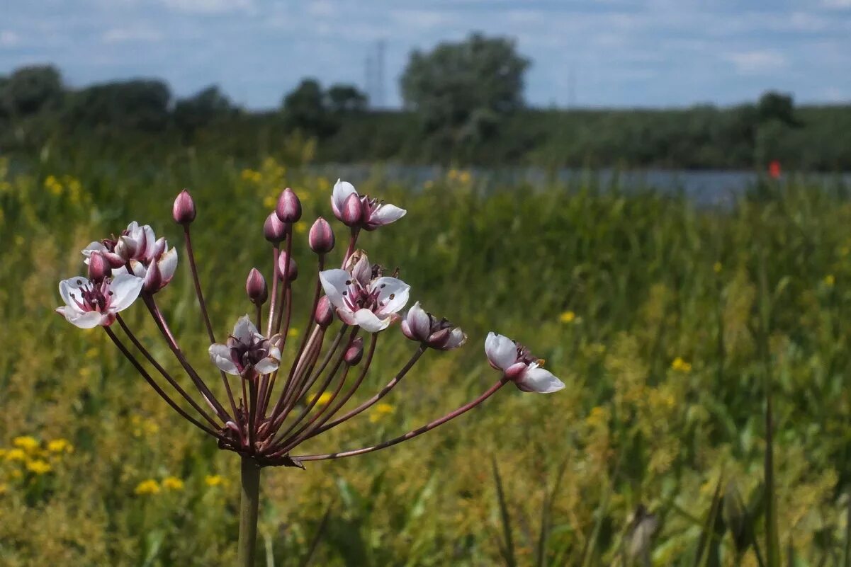 Сусак обыкновенный. Сусак зонтичный. Сусак зонтичный. Сусак. Сусак.