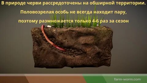 Проложенные червями ходы способствуют