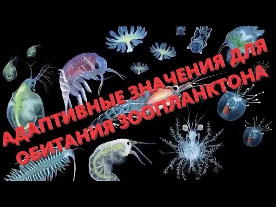 Численность зоопланктона. Зоопланктон как индикатор. Зоопланктон Приморского края. Парит в толще воды. Значок эксперимент экология вода фито и зоопланктон.