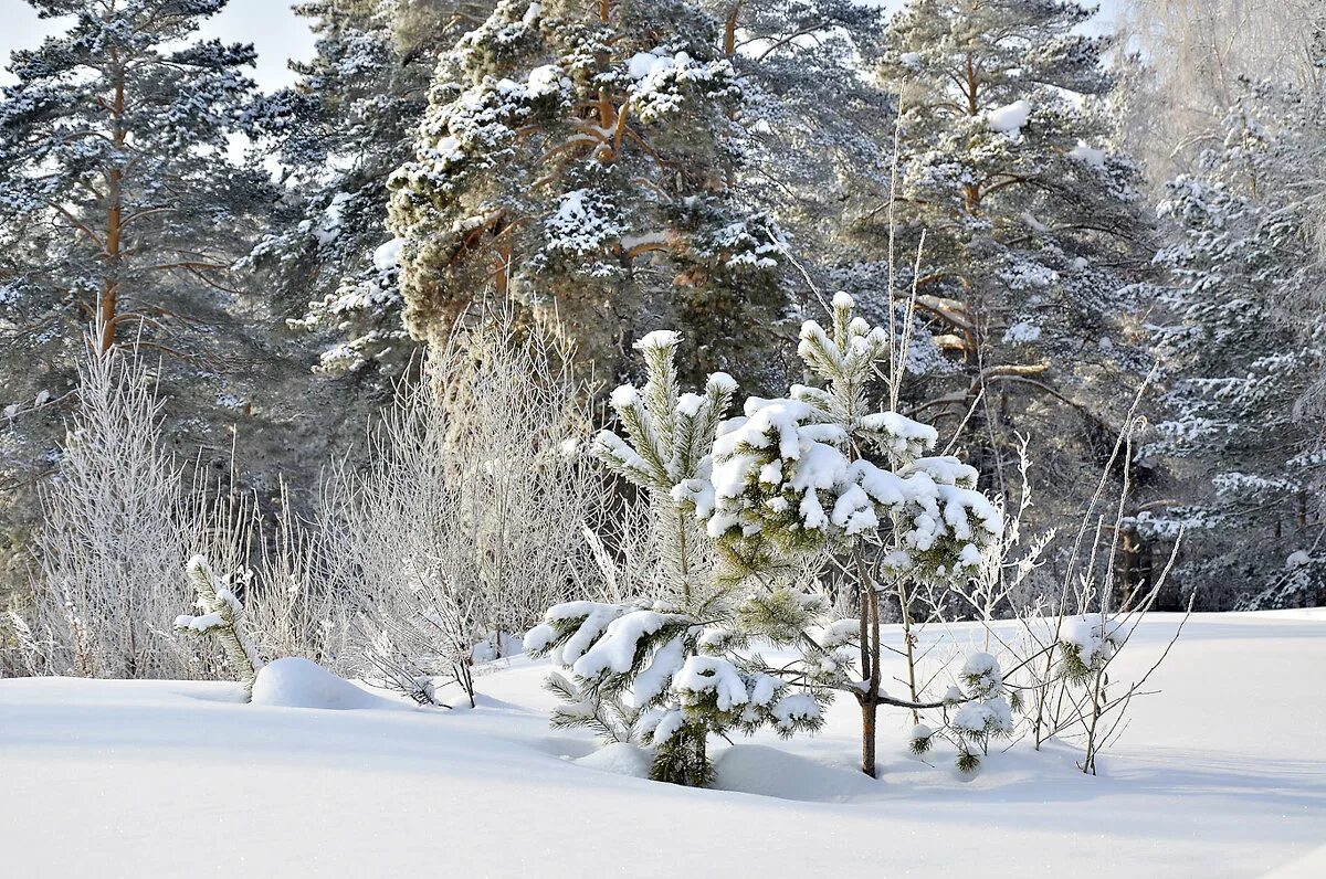 зимняя елка. лес в снегу. сосны в снегу. снежные сугробы. ели засыпанные снегом.