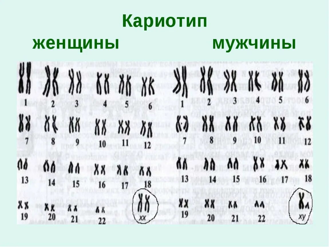 Хромосомы в кариотипе женщины