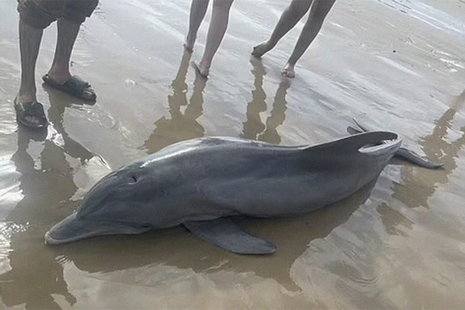 Дельфины выбрасываются на берег. Дельфина выбросило на берег. Почему дельфинов выбрасывает на берег