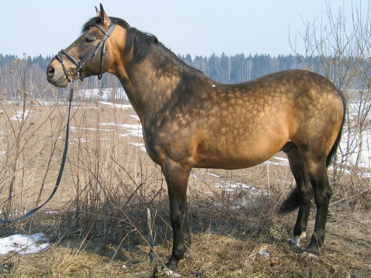 Чумышская порода лошадей. Шагди порода лошадей. Кабардинская лошадь гнедая.