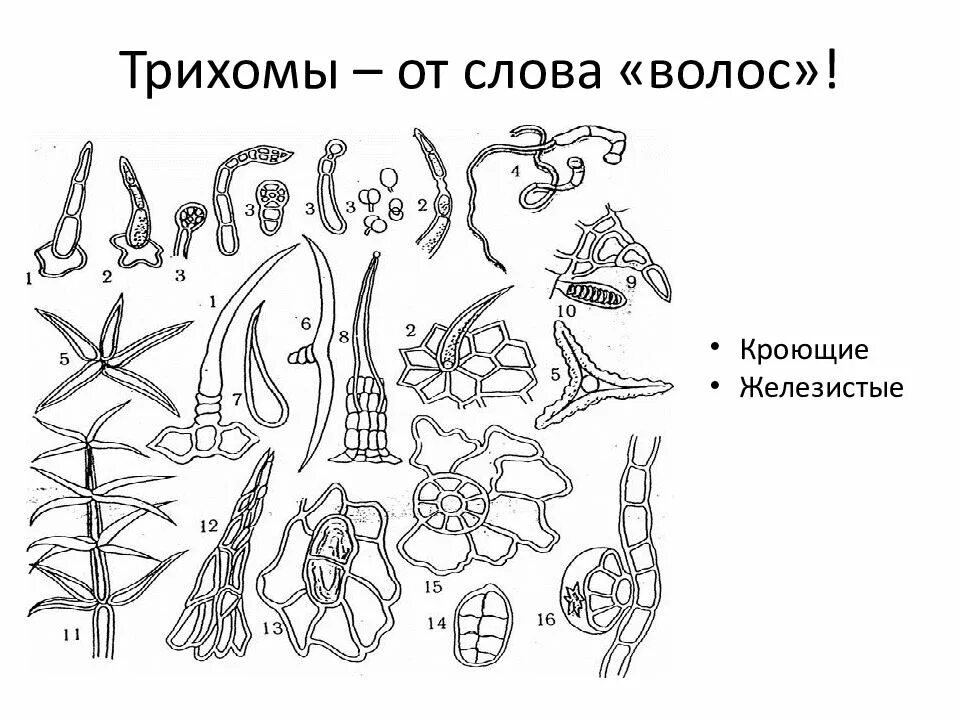 Железистые волоски крапивы. Трихомы кроющие и железистые. Кроющие трихомы функции. Волоски трихомы. Волоски трихомы функции.