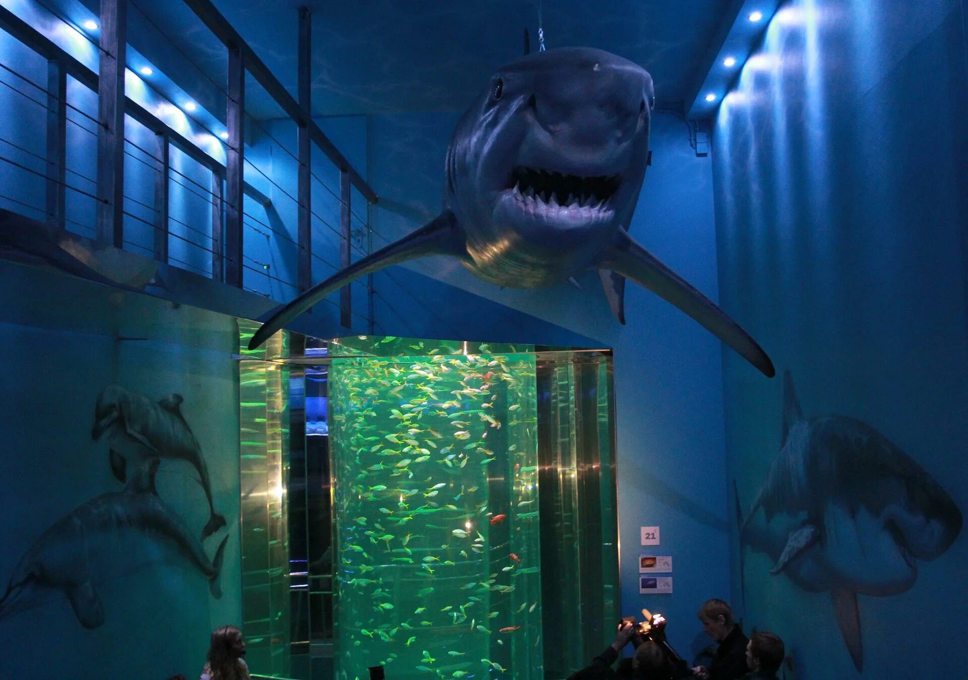 зоологический музей спб акулы. океанариум нептун спб. океанариум планета нептун. акула в комнате. акулы санкт петербурга.