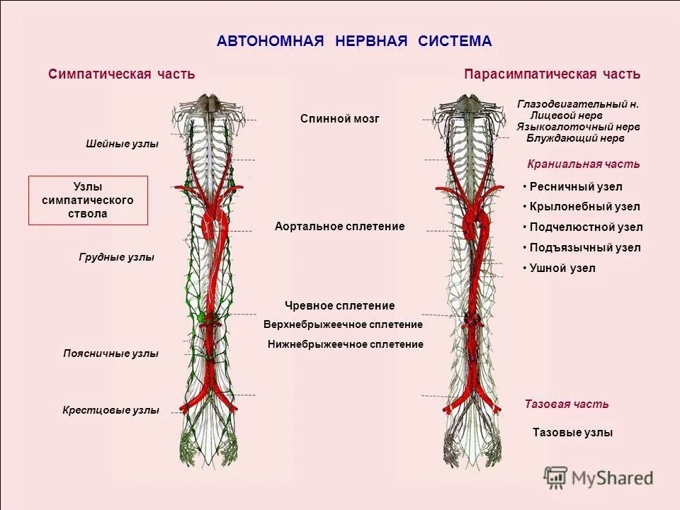 Задние спинномозговые узлы