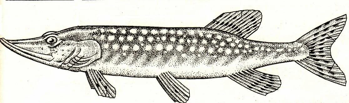 Обыкновенная щука (Esox Lucius). Щука раскраска. Раскраска рыба щука. Щука раскраска для детей.