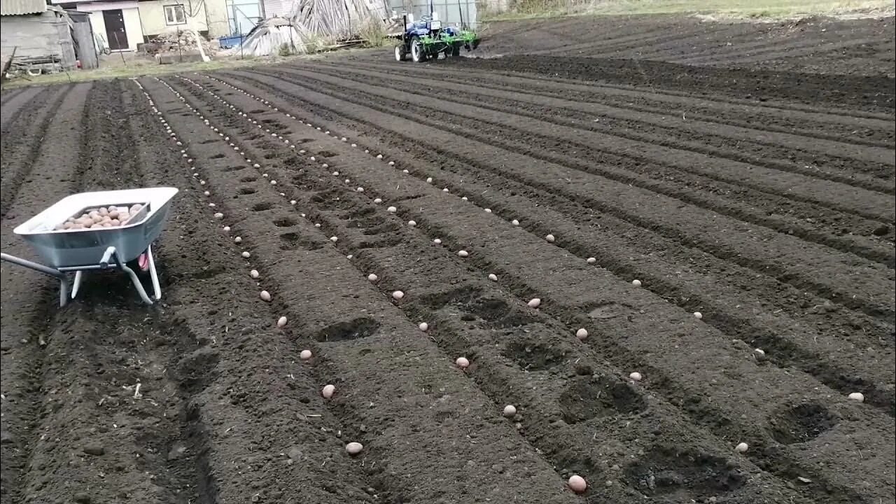 Посадка картофеля в гребни. Нарезка гребней под картофель. Гребни под картошку. Нарезка гребней для посадки картофеля.