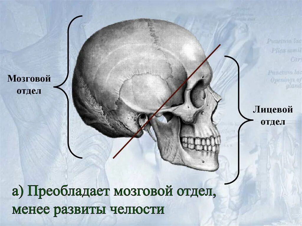 Термин череп. Кости мозгового отдела черепа. Мозговой отдел больше лицевого у человека. Строение лицевого отдела. Лицевой отдел черепа.