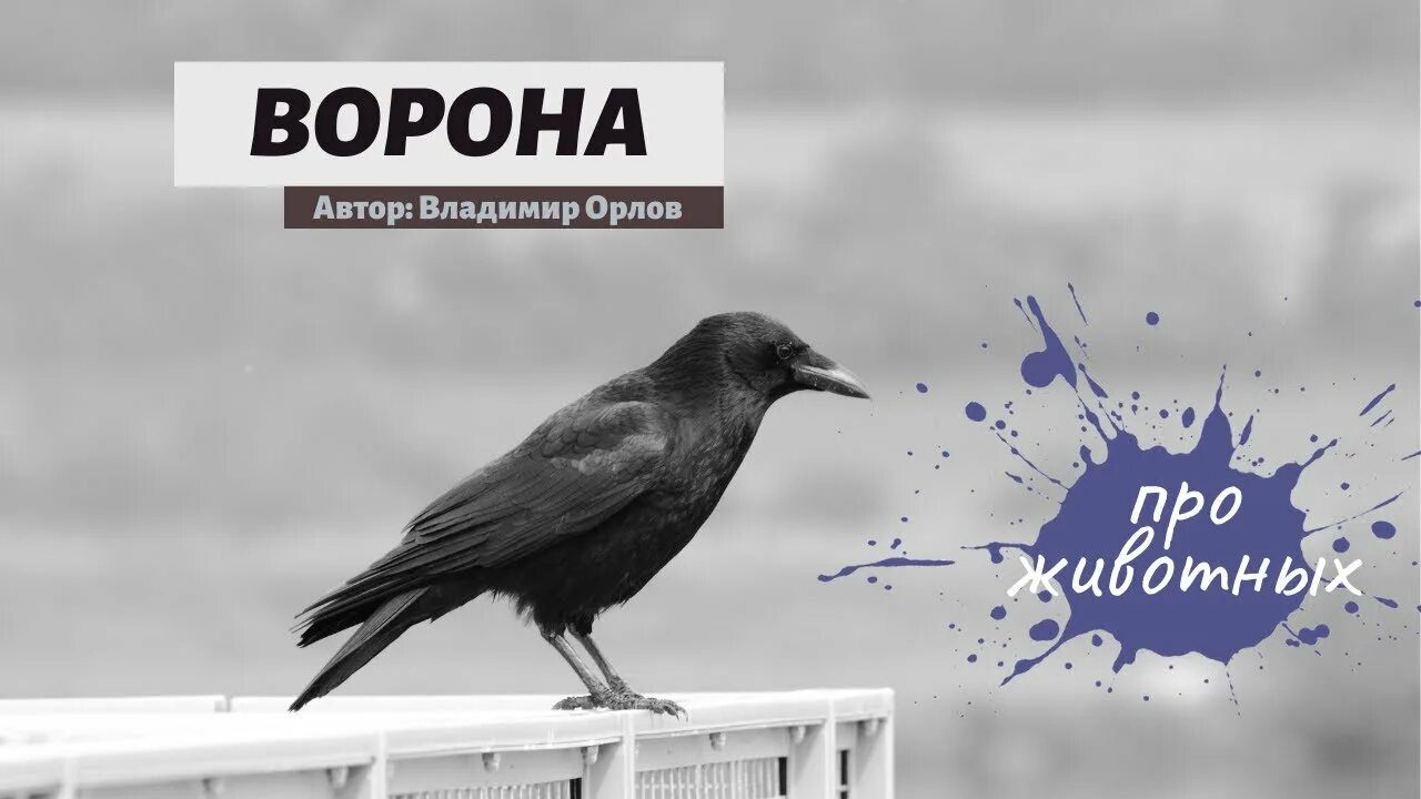 Ворона Автор. Ворона Орлов стих. Блок ворона. Тень ворона 1 орлов полностью