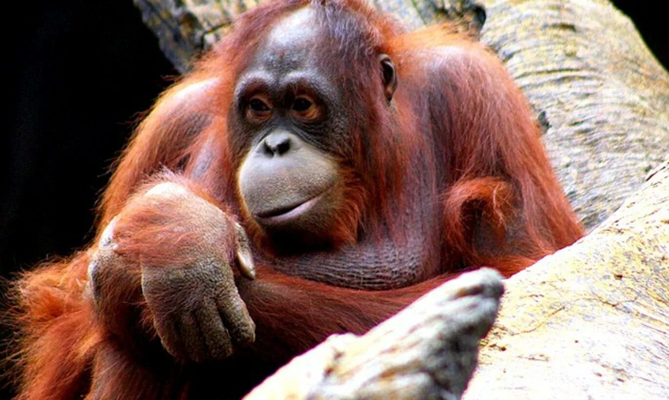 2016 New Year Of The Monkey - 828x1792