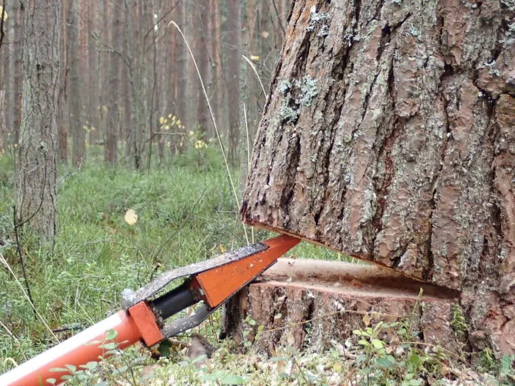 Спилить дерево закон. Клин валочный механический. Клин квм-1 валочный механический. Клин валочный механический квм-1 винтовой. Винтовой валочный Клин дерево.