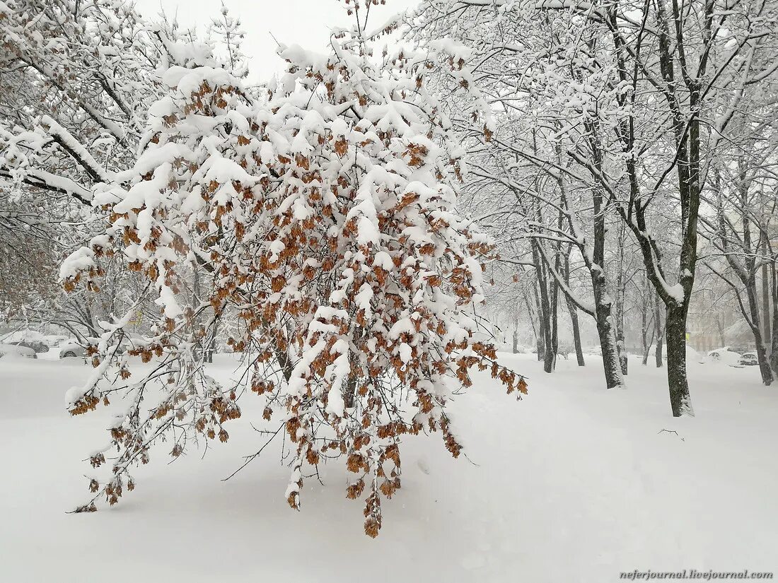 Снег во вьетнаме. Лаос снег. Облики аномальной зимы. Мод на сталкер аномалия зима. Метель в городе.