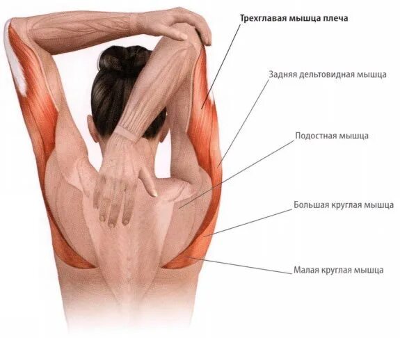 Растяжка мышц трицепса. Болит трехглавая мышца плеча. Растяжение трехглавой мышцы. Растяжка мышц рук. Что делать если сильно тянет