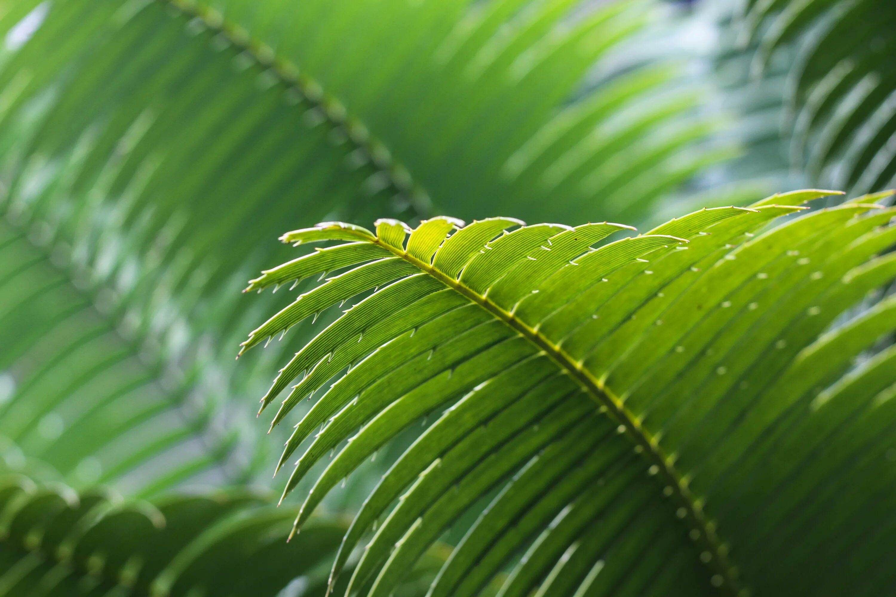 Tropical plant. Папоротник Тропика. Пальмы. Папоротники. Тропическические растения. Экзотические листья.