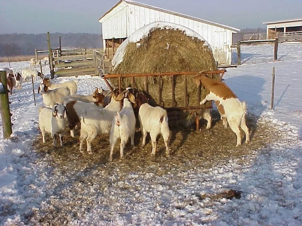 Чем кормят домашних коз. Козы в деревне. Коза дойная. Овцы в деревне. Корм для коз.