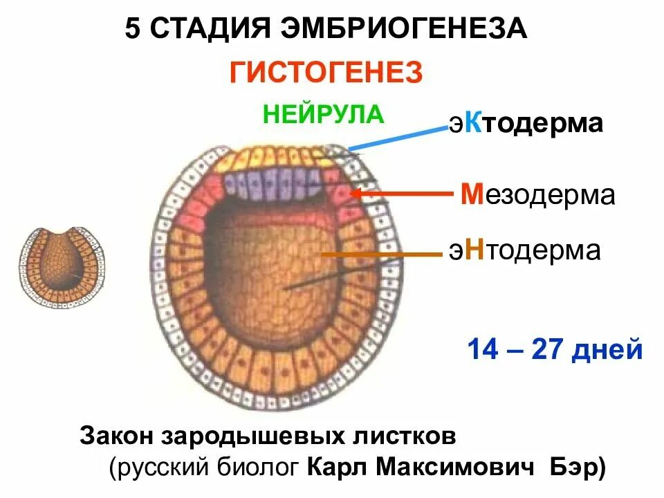 Эмбриональный этап эктодерма