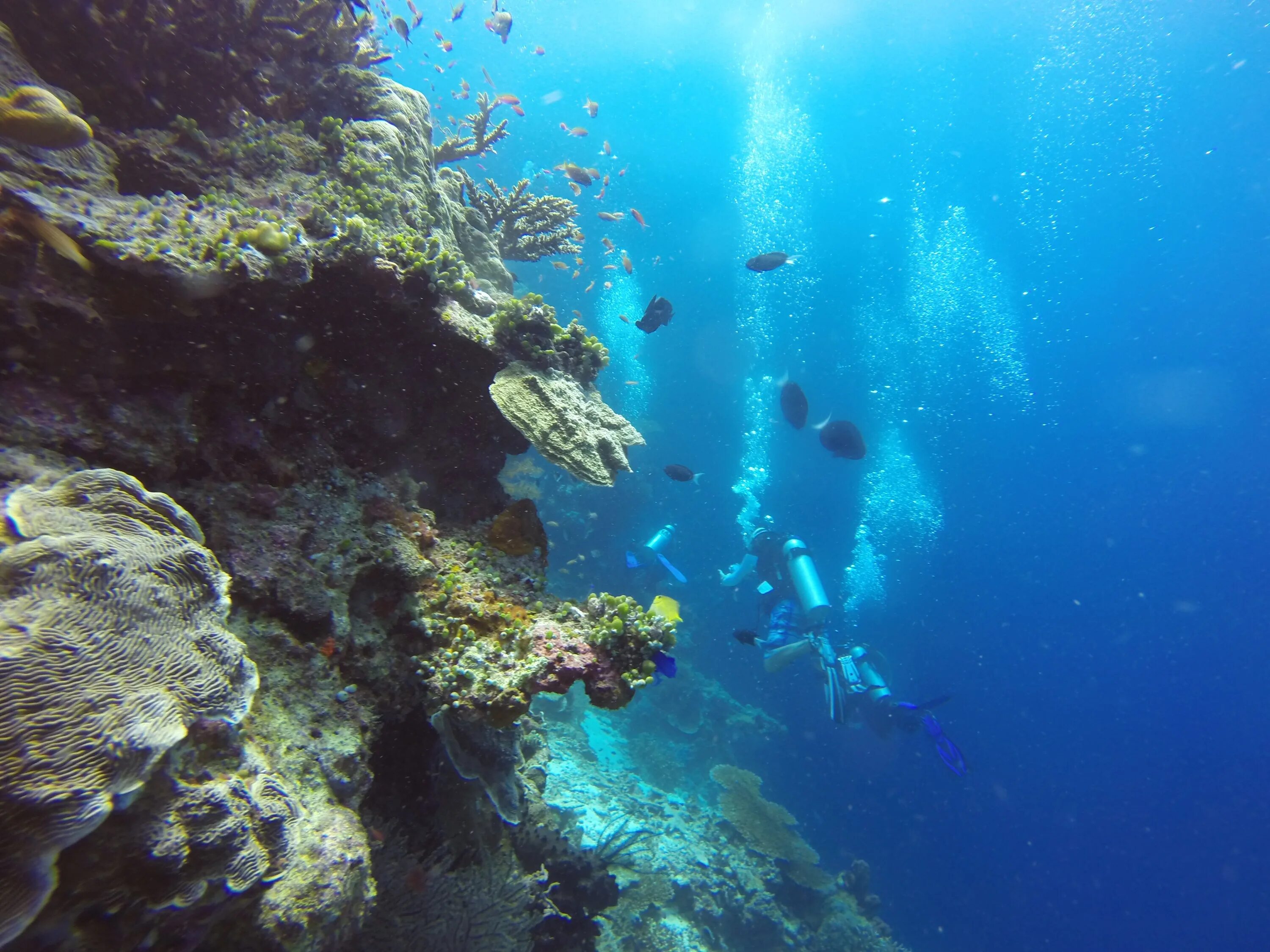 Океаны приключенческие. Дайвинг +"Танганьика". Тиоман Малайзия подводный. Малайзия дайвинг. Подводный риф риф.