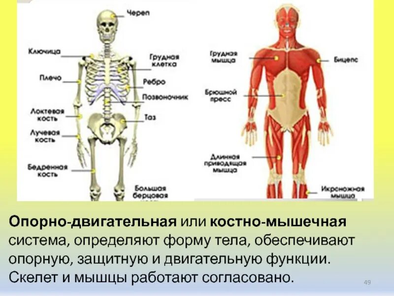 Кости человека 4 класс окружающий мир. Системы органов человека опорно двигательная система. Опорно двигательная система скелет человека анатомия. Опорно двигательная система органов функции и строение. Строение опорно-двигательной системы человека (мышечная система)..