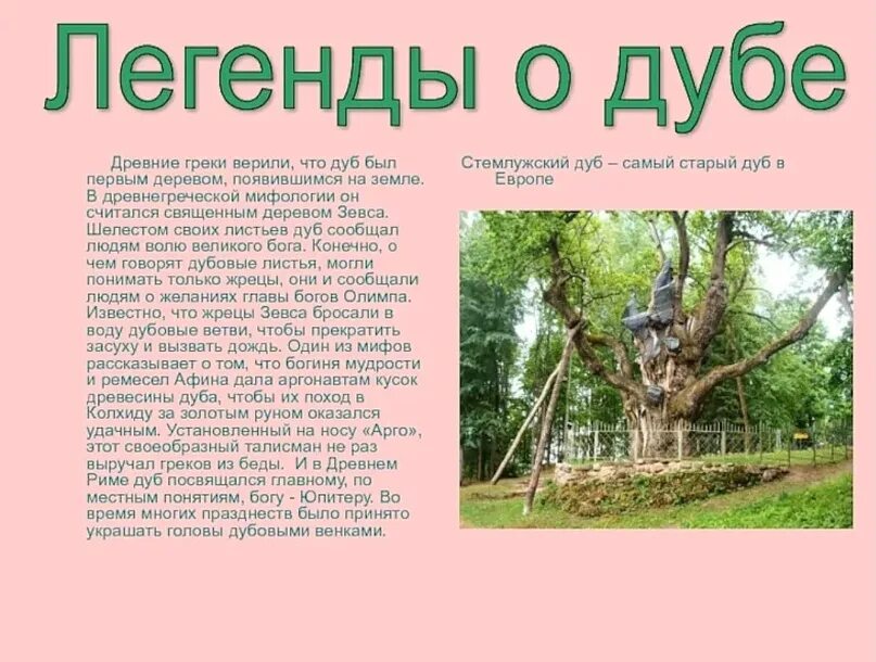 Я живу в россии где дубы песня. Легенды о деревьях. Легенда о дубе. Мифы про дуб. Дерево миф.