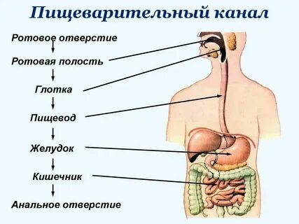Перечислите органы пищеварительного канала