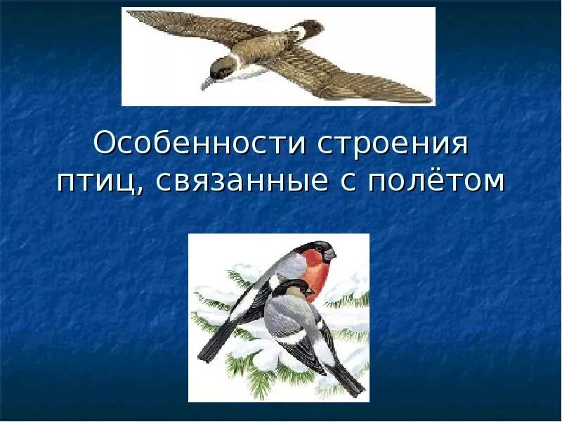 Особенности строения птиц. Особенности птиц связанные с полетом. Приспособления птиц к полету. Особенности связаны с полётом птиц.