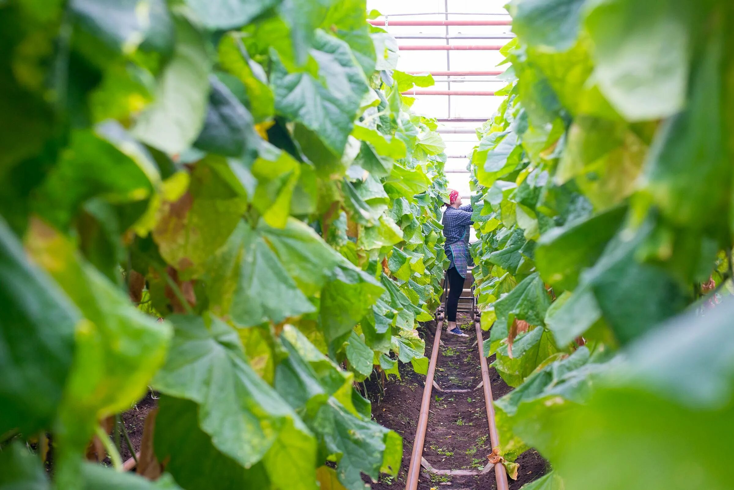 Огурцы в теплице. Огурец корнет f1. Урожайность огурцов в теплице. Урожайность огурцов в теплице. Урожайность огурцов в теплице.