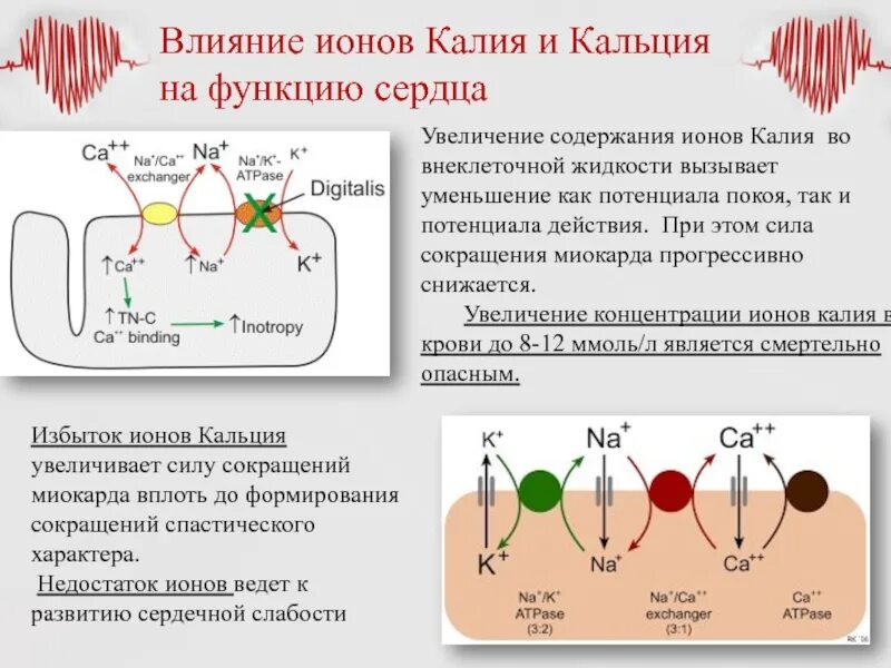 Изменение работы сердца под влиянием ионов калия. Влияние ионов кальция на сердце. действие ионов кальция на сердце. влияние кальция и калия на сердце. влияние ионов калия и кальция.