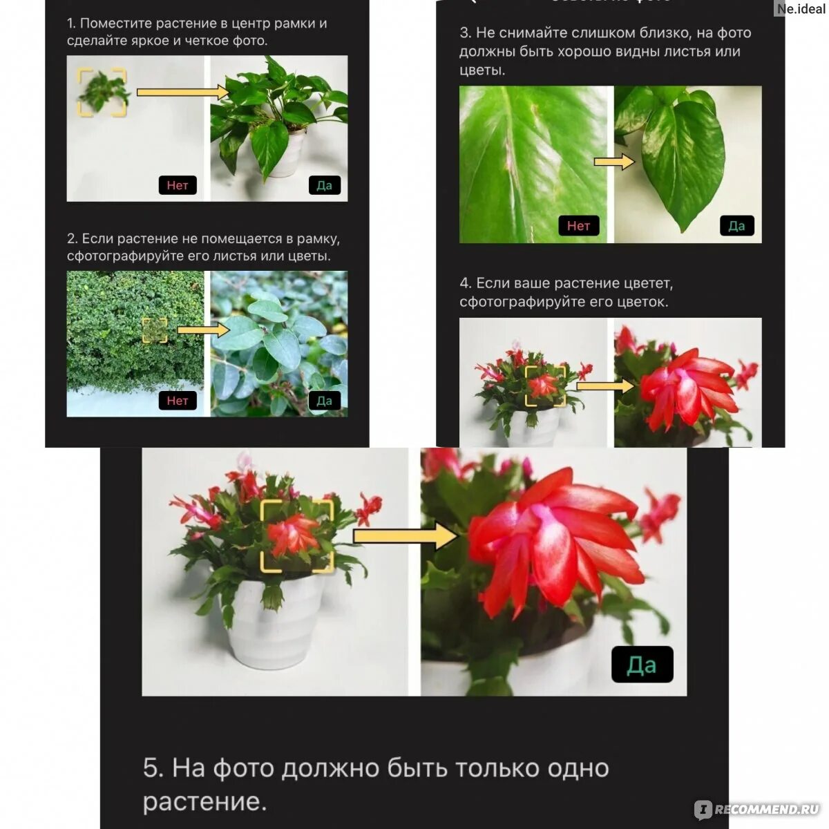 Распознавание растения по фото