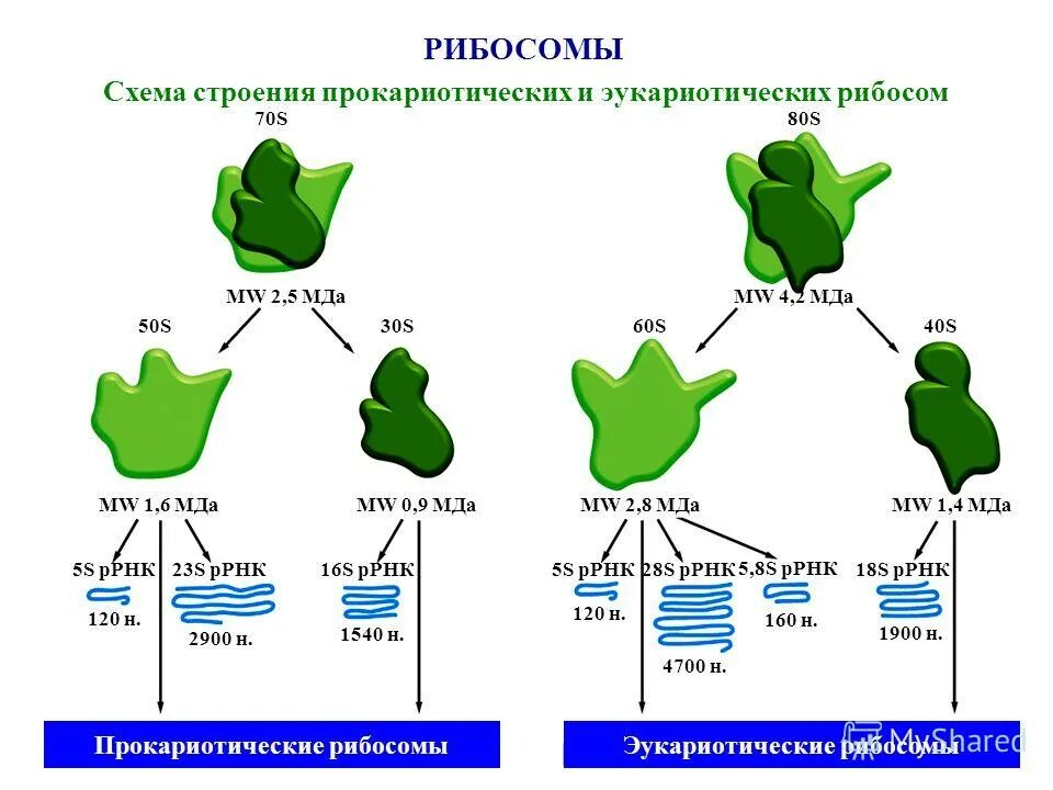 структура рибосом про- и эукариот. структура рибосом прокариот. рибосомы прокариот и эукариот. структура рибосомы биохимия. рибосомы эукариот.