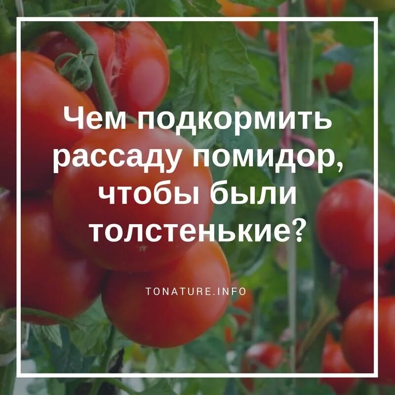 Чем подкормить рассаду томатов чтобы были толстенькие. Чем подкормить рассаду помидор чтобы она была толстенькой. Подкормка рассады томатов чтобы были толстенькие народными. Чем подкормить рассаду помидор чтобы были толстенькие стебли. Чем подкормить рассаду помидор чтобы была толстая