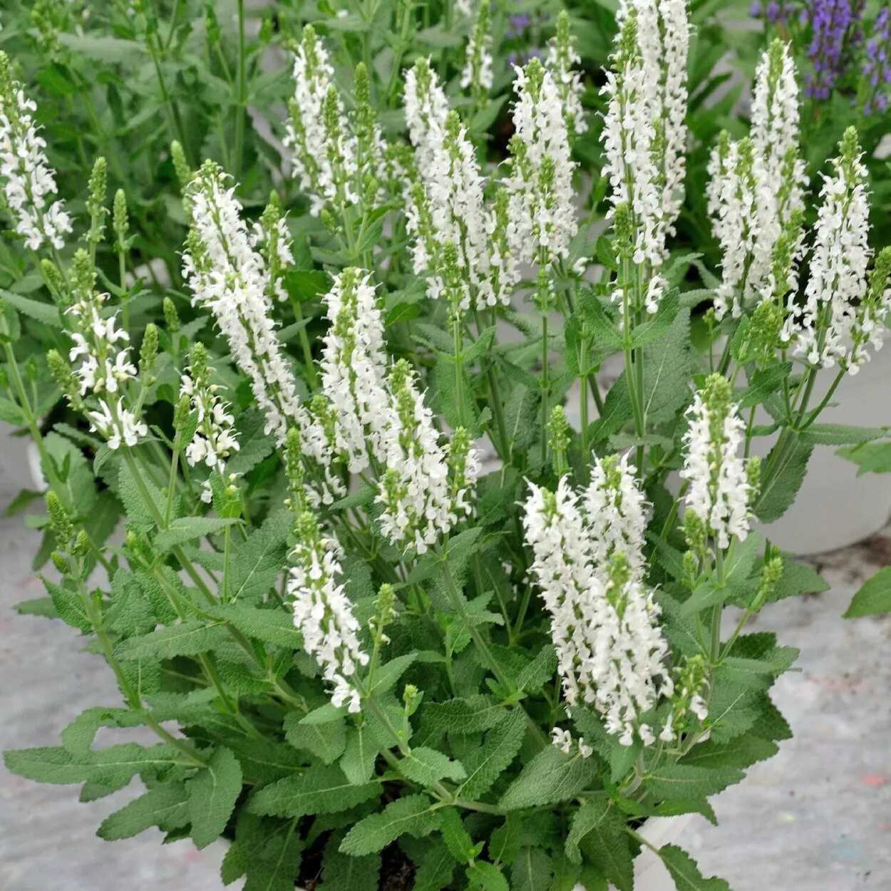 Многолетники шалфей дубравный. Шалфей дубравный 'schneehugel'. Salvia nemorosa schneehugel. Шалфей дубравный шнеехюгель. Шалфей (сальвия) дубравный шнеехугель.