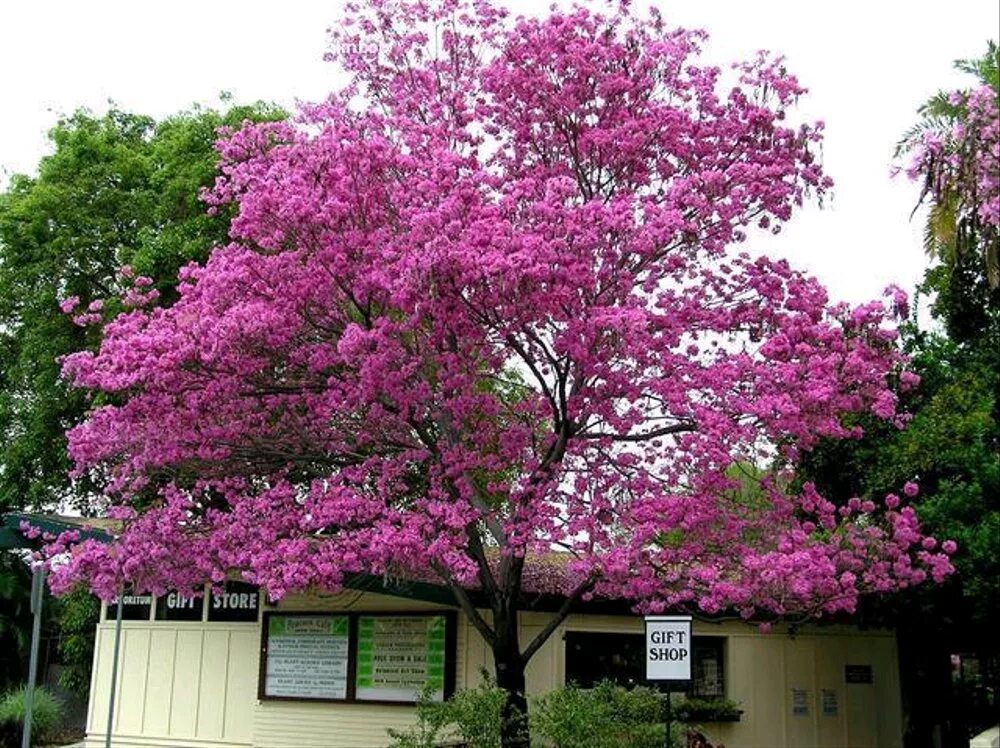 Табебуйя дерево. Табебуйя розовая (Tabebuia rosea). Табебуйя дерево розовое. Лапачо дерево. Дерево цветет розовым название