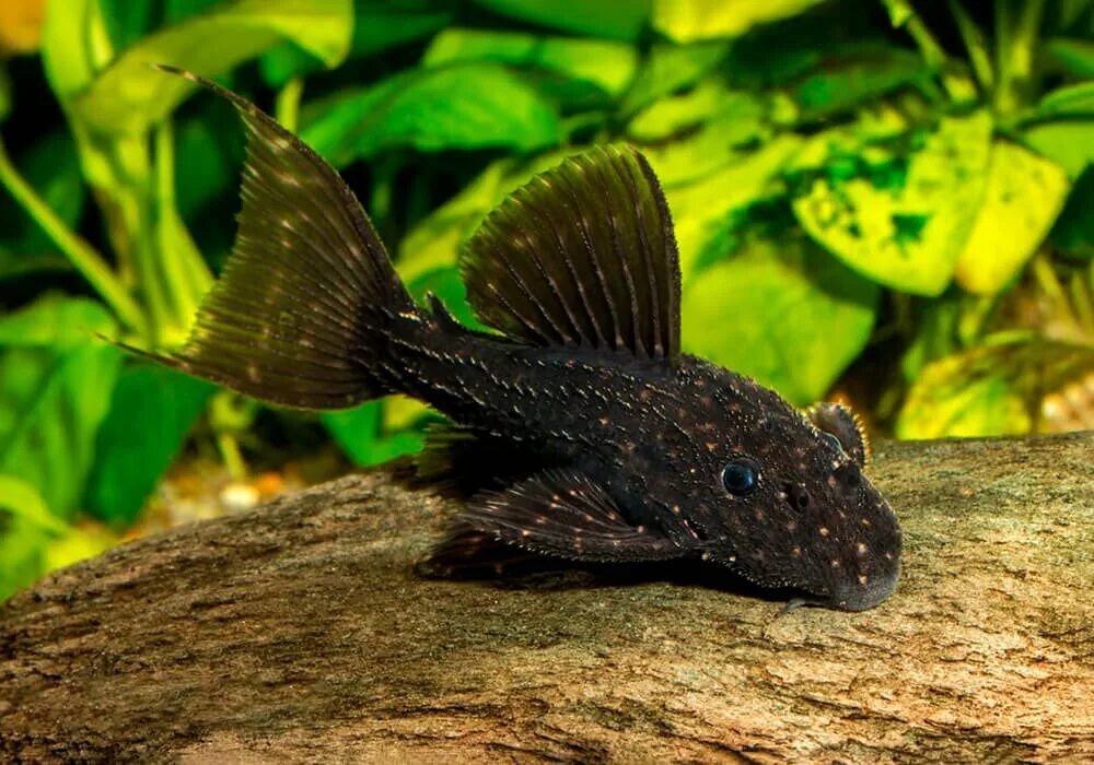 Панак l600. Сом анциструс l206. L600 анциструс. Панцирный сомик аквариумный. L-387-анцистомус.