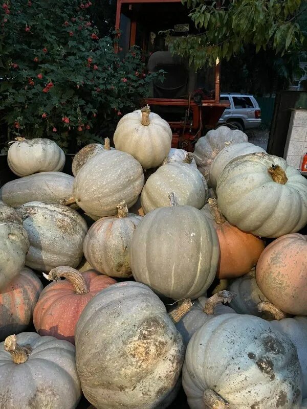 Тыква ананасная f1. Продается тыква. Продается тыква. Сарти тиква. Урожай тыквы.