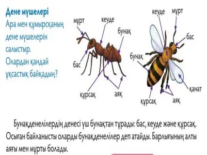 Волосатые письки порно фото