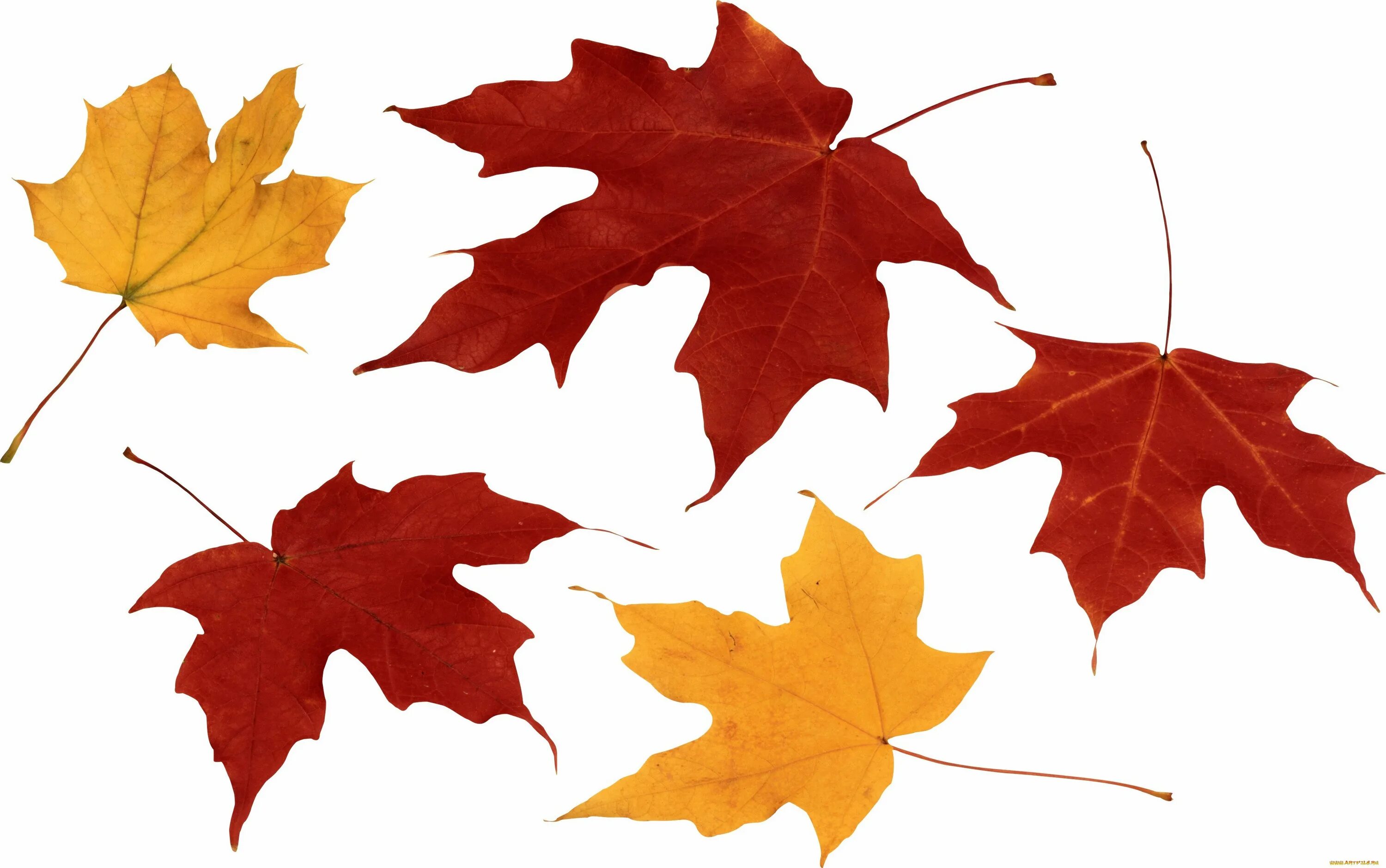 Картинки осенних листьев. Осенние листья. Осенние листочки. Кленовый лист. Осенний Лис.