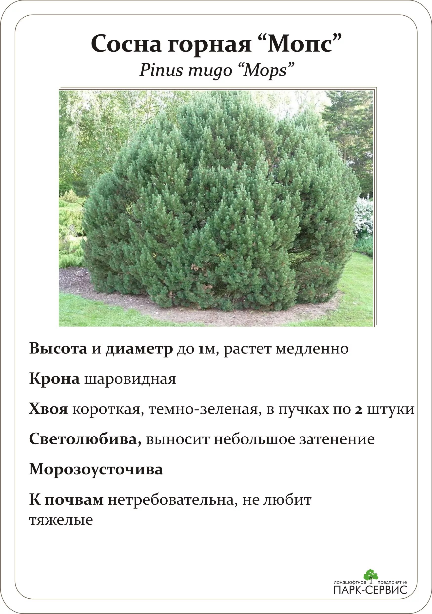 пихта диаметр кроны. сосна горная пинус муго. сосна горная ф. сосна кедровая диаметр кроны. сосна горная мугус.