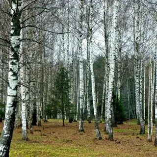 Большой русский лес