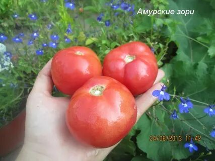 Томат зори