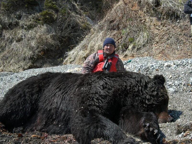 Опасны ли медведи. Огромный медведь охота. Огромный медведь на Сахалине.