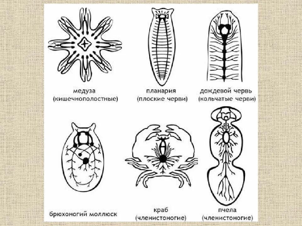 Простейшие кишечнополостные черви. Эволюция нервной системы беспозвоночных животных. Эволюция нервной системы у беспозвоночных рисунок схемы. Эволюция нервной у беспозвоночных системы беспозвоночных. Нервная система беспозвоночных животных таблица.