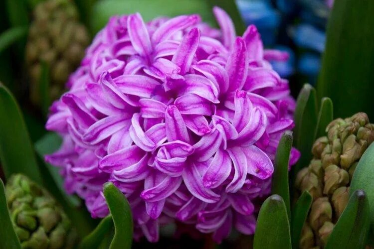 Гиацинт цветет фото 80 Hyacinth Pictures (With images) Flower garden design