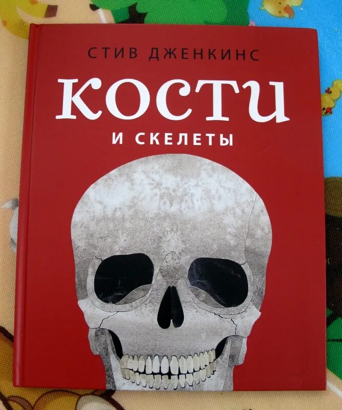 Стив скелет. Стив скелет