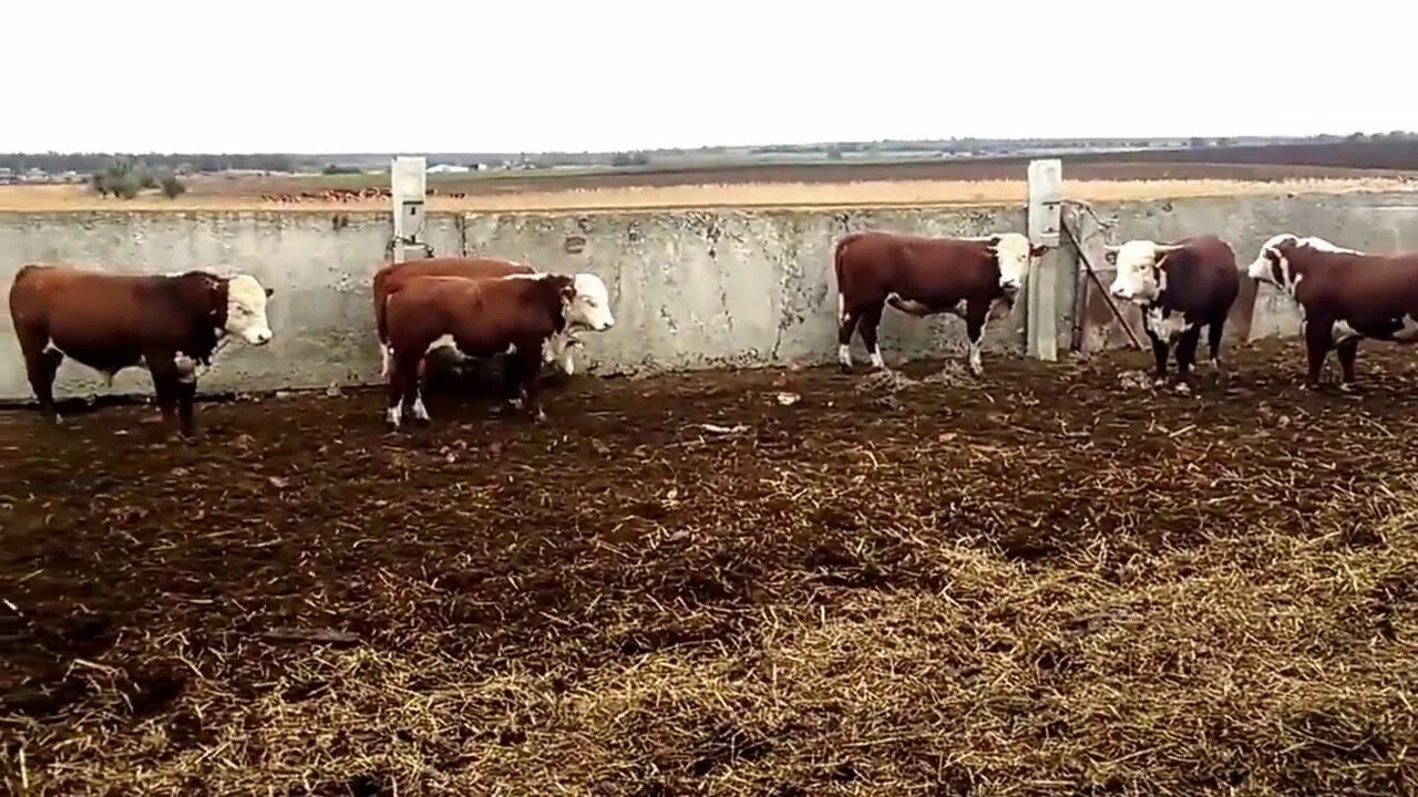 Герефорд. Кфх герефорд коровы герефорды. Фермы кфх герефорд. Ферма кфх герефорд быки. Ферма для герефордов.