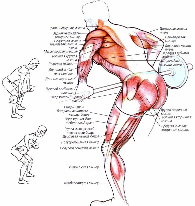 Ягодицы поясница. Тяги на спину упражнения. Тяга штанги в наклоне мышцы задействованы. Тяга штанги в наклоне работающие мышцы. Мышцы спины при упражнениях.