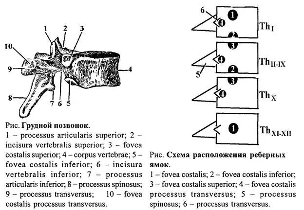 Грудной позвонок характеристика. Реберные ямки и Полуямки грудных позвонков. Реберная ямка грудного позвонка. Реберные ямки грудных позвонков схема. Схема расположения реберных ямок.