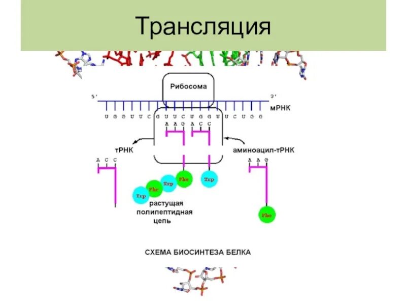 Последовательность транскрипции трансляции. Транскрипция и трансляция. Схема трансляции. Транскрипция и трансляция в биологии. Транскрипция и трансляция в химии.