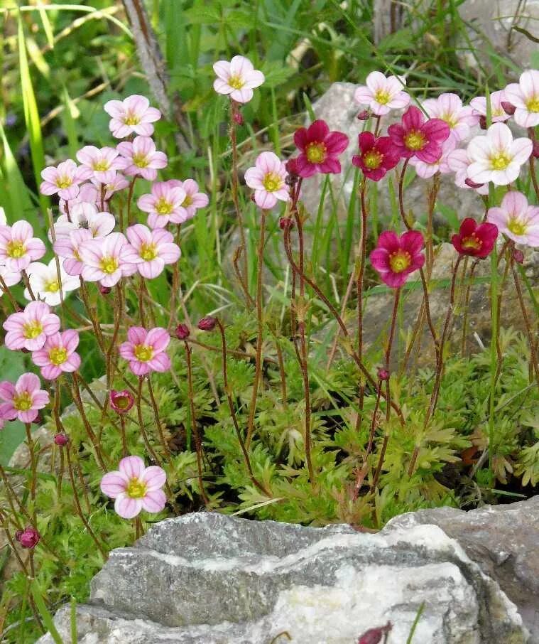 Камнеломка (Saxifraga). Цветущая камнеломка камнеломка. Камнеломка Андерса. Камнеломка цветок садовый многолетний описание