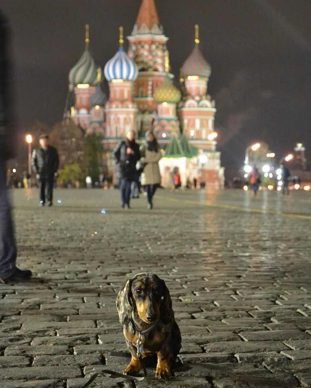 Где в москве можно с собаками. Собака на красной площади. Собаки в Москве. Собака на фоне города. Собака в Москве на красной площади.